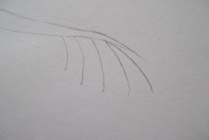 Tagad izveidosim astes spuras... Autors: vienpadsmitgadniece kā zīmēt: tumsējs fūrijs