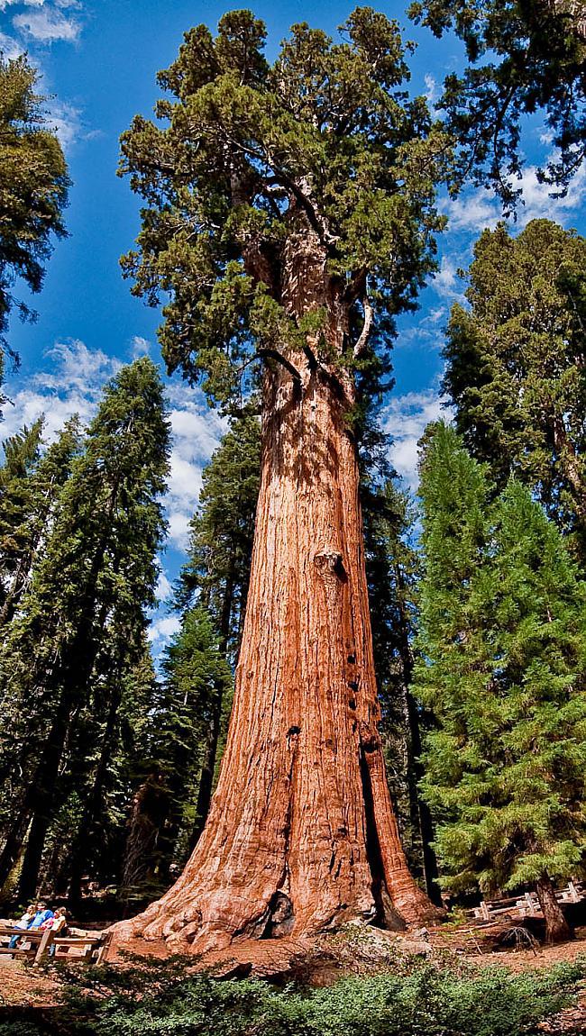 Koks Sherman Tree  lielākais... Autors: Fosilija 50 interesanti fakti, kuri tev patiks.