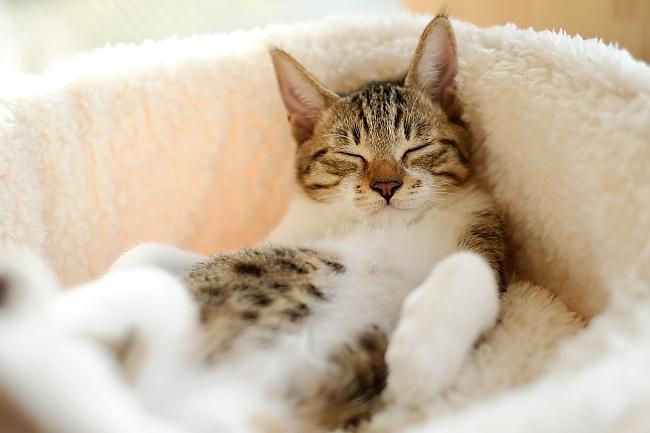 Ja kaķis murrā kad guļ vai... Autors: Fosilija 50 interesanti fakti, kuri tev patiks.