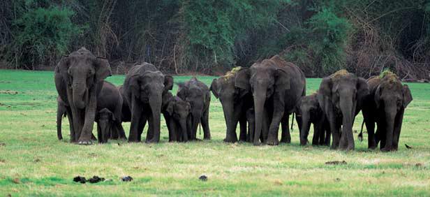 Otra suga  Indijas zilonis  ir... Autors: Užas Dzivnieku daudzveidība #3