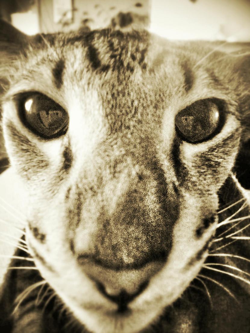 Scaronis ir Tigers Riebīgais Autors: Sreka Kā es satiku SAVU Kaķi