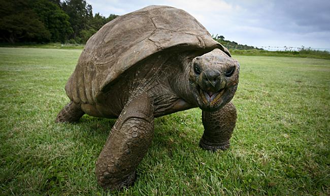  Autors: Prāta Darbnīca 182 gadus vecs bruņurupucis