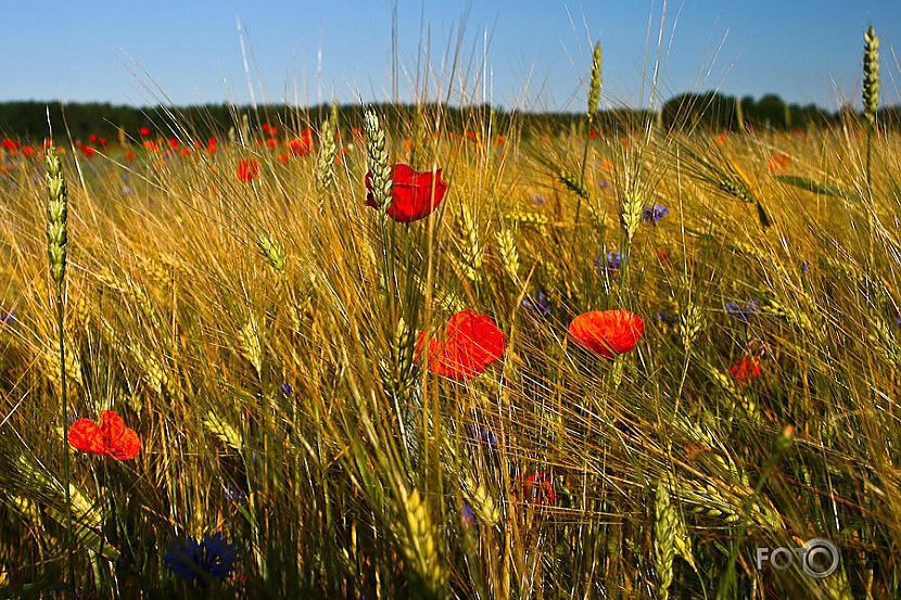  Autors: monstriņšnamber1 Cyande and "Happiness"