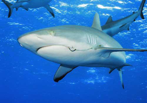 Haizivs ir spējīga nogalināt... Autors: riko112 Interesanti fakti