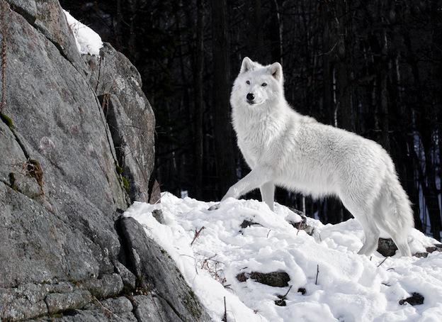  1Arctic wolf Autors: Elena17 Top 10 Beautiful Animals.