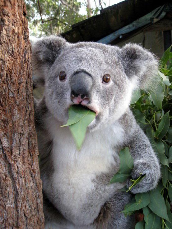 Koalai ir vismazākā smadzeņu... Autors: Slinkaste Interesanti fakti par dzīvniekiem