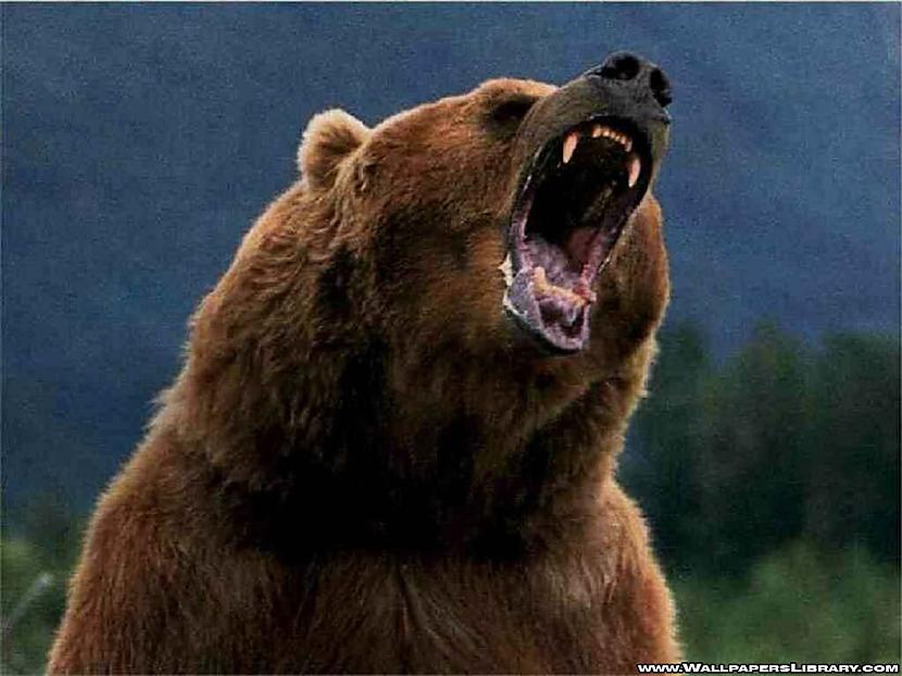 Grizli lācis spēj ar vienu... Autors: Slinkaste Interesanti fakti par dzīvniekiem
