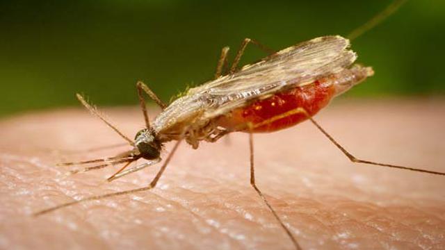 Malārija agrāk zināma kā purva... Autors: REDĪSS 10 Nāvējošākās slimības vēsturē 2.daļa