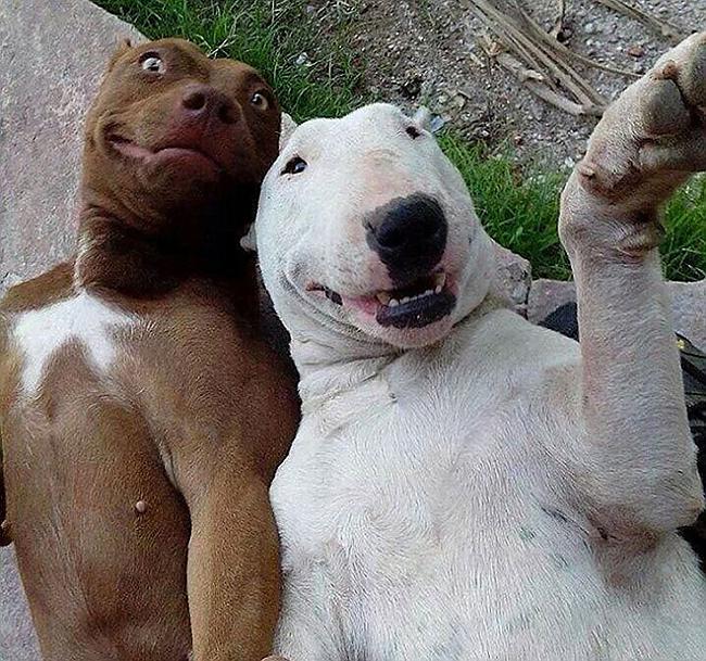  Autors: Veetra Dzīvnieku selfiji!