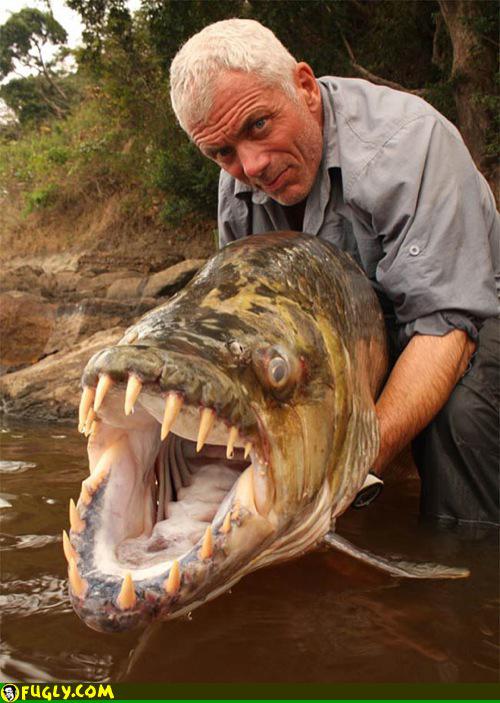  Autors: Edgarinshs "Skaistākās" zivis pasaulē