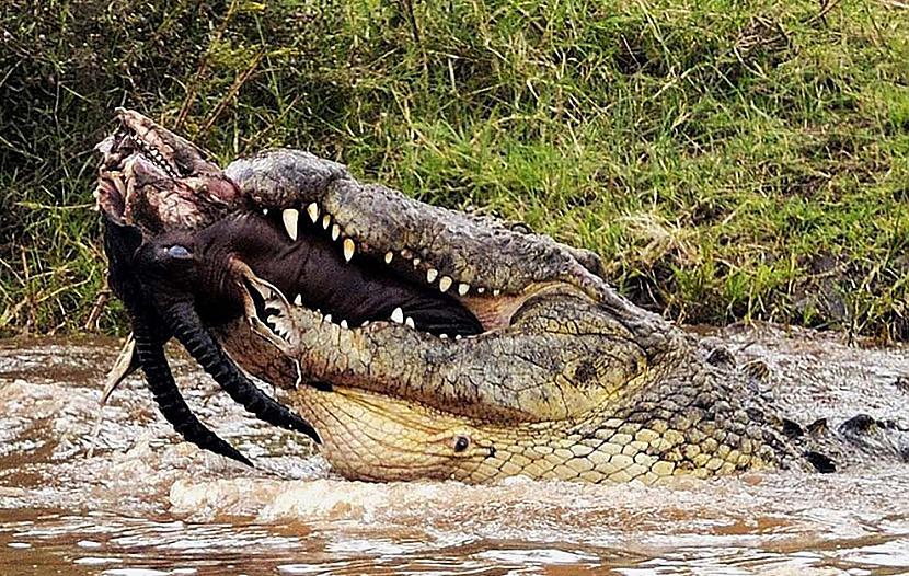 KrokodīlinbspScaronie ir man... Autors: Fosilija Pasaules nāvējošākie dzīvnieki.