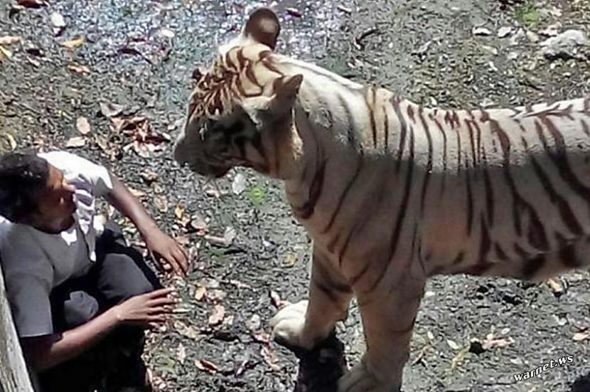 Pusaudzis pie tīģera neskarts... Autors: ORGAZMO Indijas zoodārzā traģēdija!