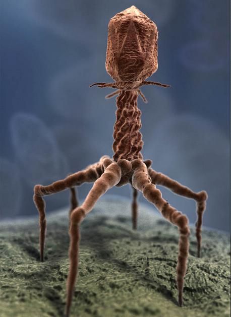 BakteriofāginbspTas ir vīruss... Autors: Lestets Cilvēka ķermeņa Zoo