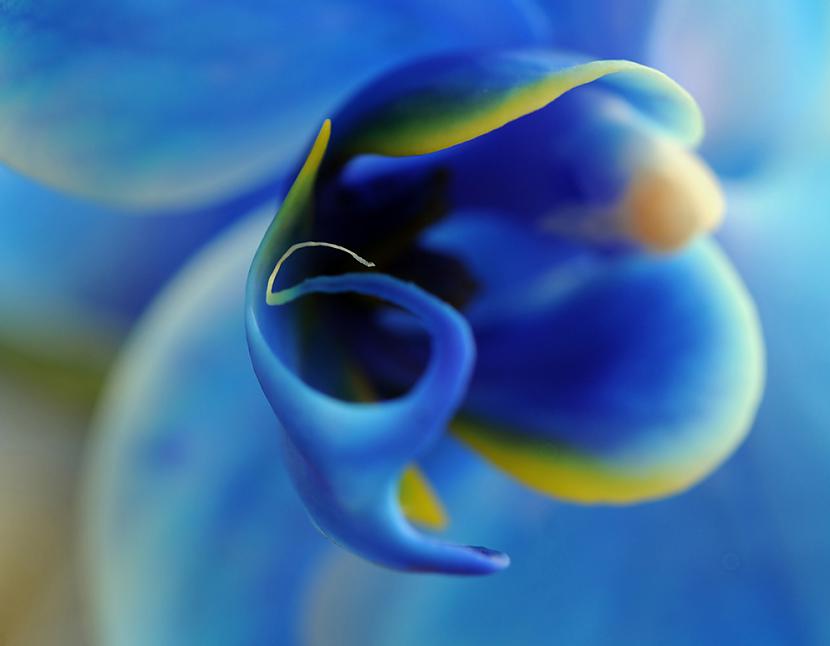 Phalaenopsis zilā orhideja Autors: BodyBoard Attēli / Teksti - Dabas Pasaule