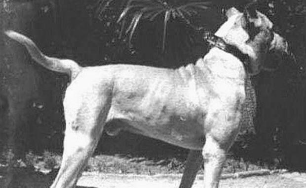 Kordovas cīņu suns Scarono... Autors: Raziels Izmirušas suņu šķirnes