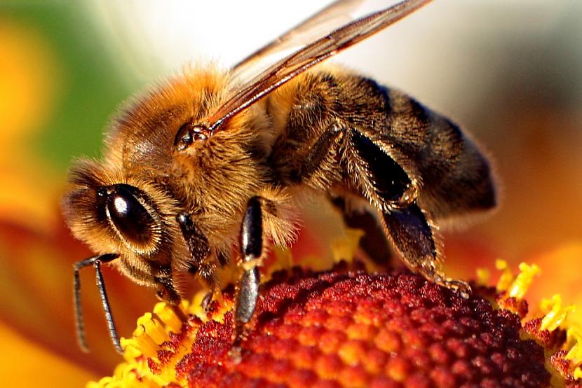 Bites pirms doscaronanās ārā... Autors: Laciz FAKTI par Tevi un Taviem mājdzīvniekiem!