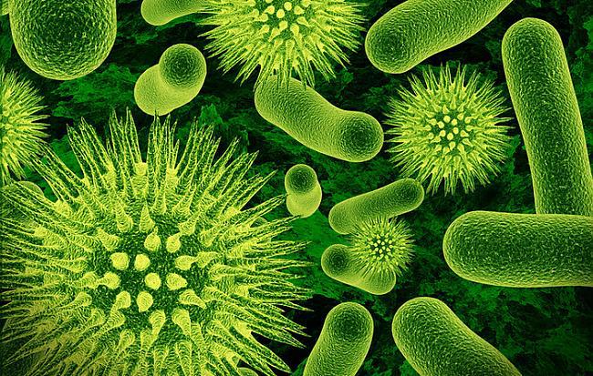 Baktērijas ir vienscaronūnas... Autors: MONTANNA Kā baktērijas atšķiras no vīrusiem?