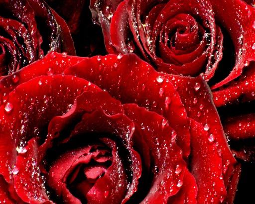 Sarkanas rozes ir tradicionāls... Autors: Yanara Ko simbolizē rožu krāsa?