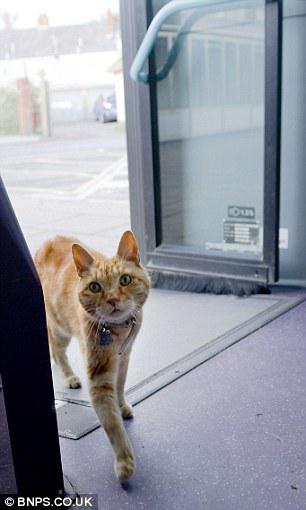 15 gadus vecais kaķis pat... Autors: Yanara Kaķis regulāri pārvietojas ar autobusu!