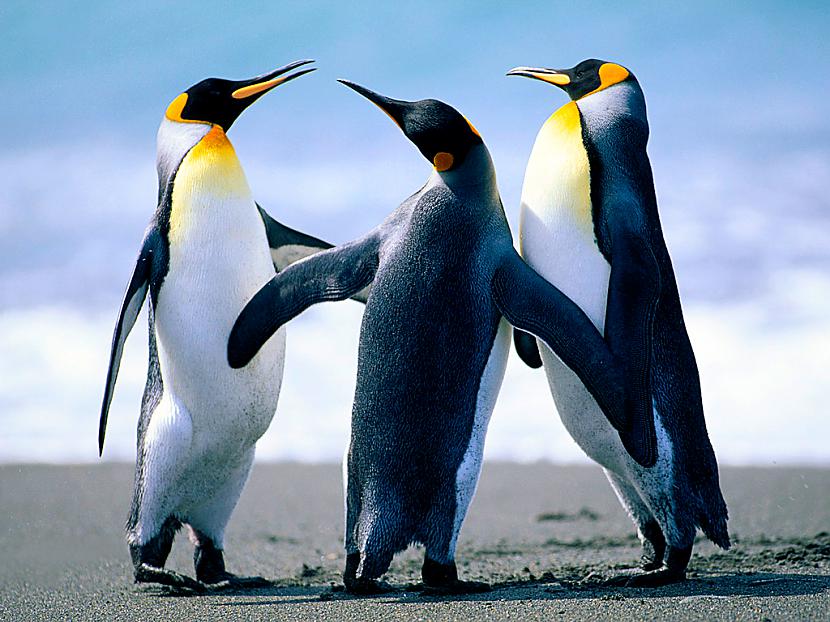 Pingvīni jokus stāsta Autors: rihards300302 Joki (1.daļa)