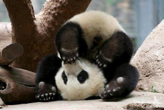 Ķīnā par pandas... Autors: Vormis95 13 Fakti par dzīvniekiem!!!