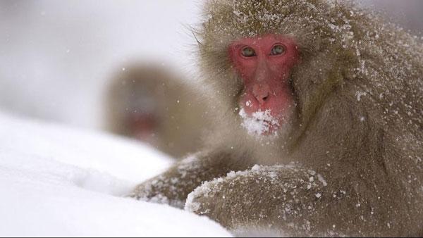 Japānā makakas veido... Autors: Vormis95 13 Fakti par dzīvniekiem!!!