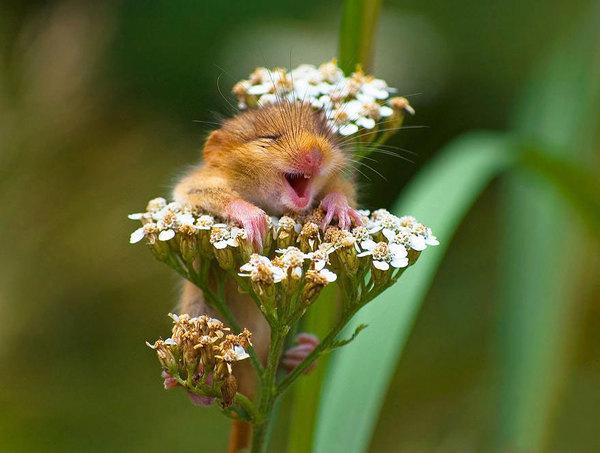  Autors: Hello Parasta pļavu pelīte.