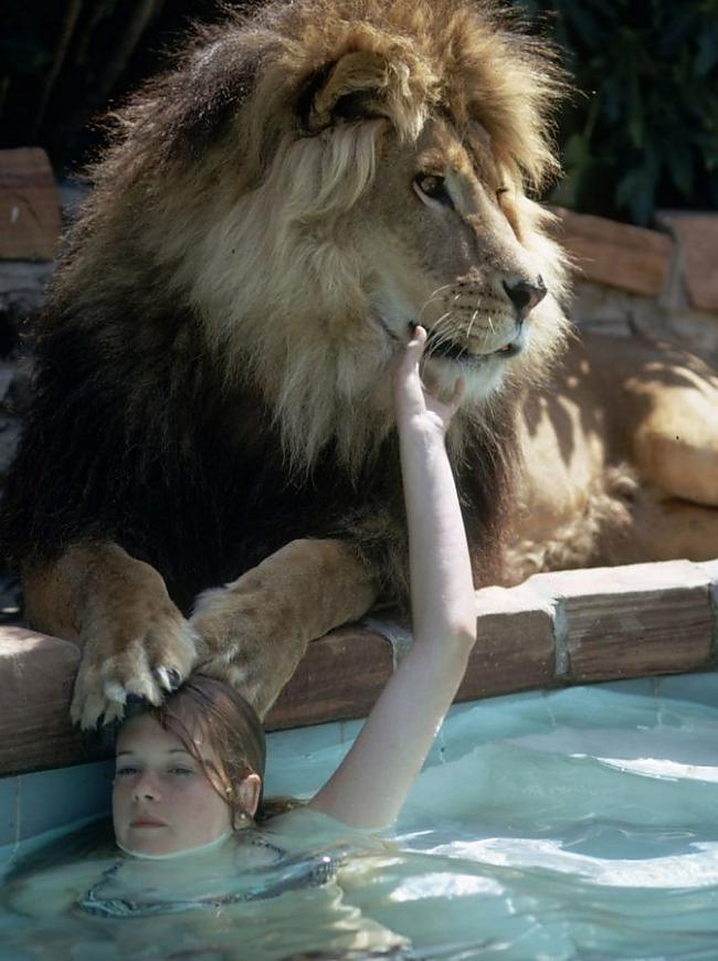 Melanija Grifita spēlējas ar... Autors: mousetrap Viņa dzīvoja zem viena jumta ar lauvu