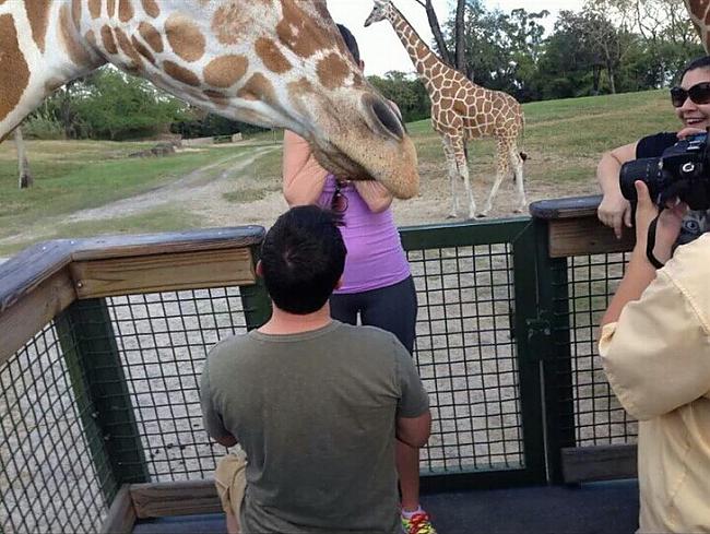 Nedariet to tiescaronā žirafju... Autors: LordsX Kad nevajadzētu uzņemt selfiju