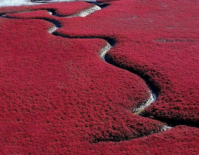 Sarkanā pludmale Ķīna Autors: mousetrap Krāsainākas vietas uz mūsu planētas!