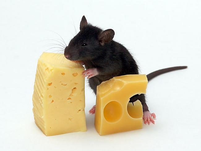Īstenībā pelēm nepatīk siers Autors: Sulīgais Mandarīns Interesanti faktiņi!