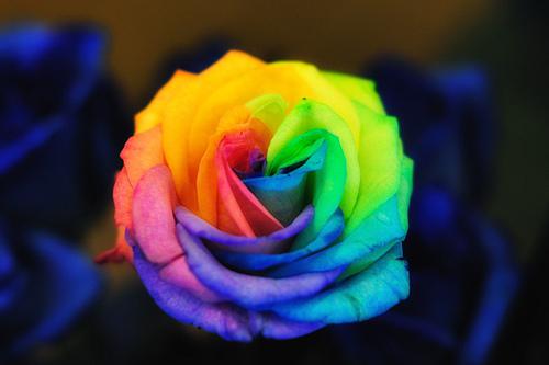  Autors: SirdsDziesma Varavīksnes krāsas rozes