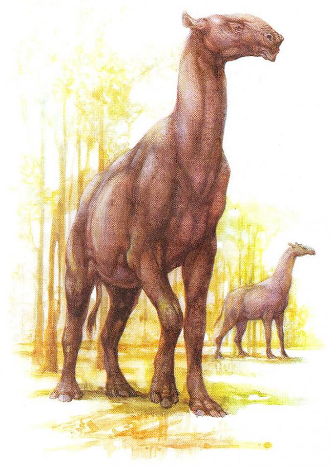 nbsp nbspScaronis milzenis... Autors: Mao Meow Paraceratherium – lielākais sauszemes zīdītājs kāds jebkad staigājis pa zemi.