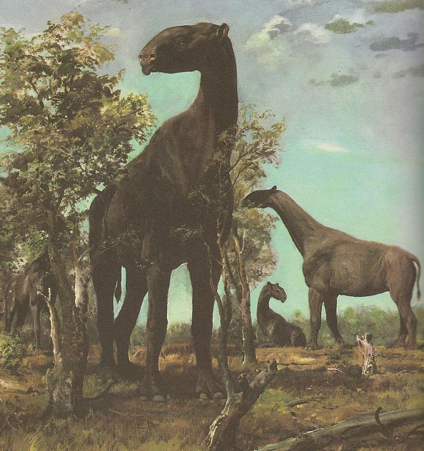 Paraceratherium – lielākais sauszemes zīdītājs kāds jebkad staigājis pa zemi.