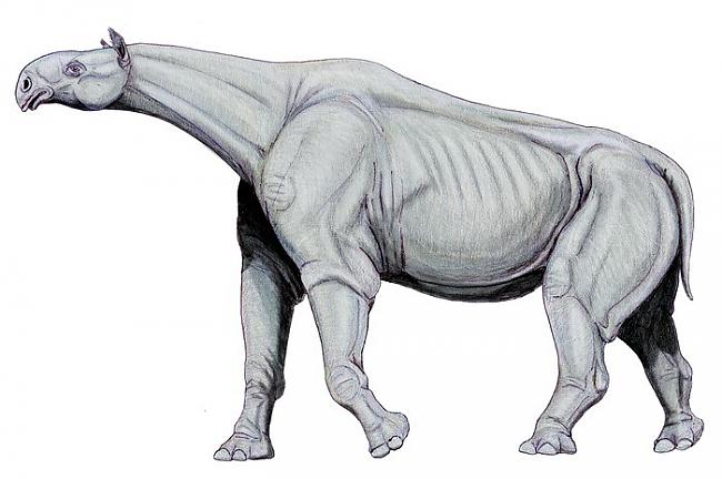 nbsp nbspScaronie dzīvnieki... Autors: Mao Meow Paraceratherium – lielākais sauszemes zīdītājs kāds jebkad staigājis pa zemi.