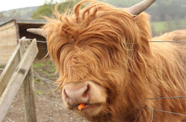 Mini Highland cow Autors: im mad cuz u bad Dzīvnieku pasaules brīnumi 3
