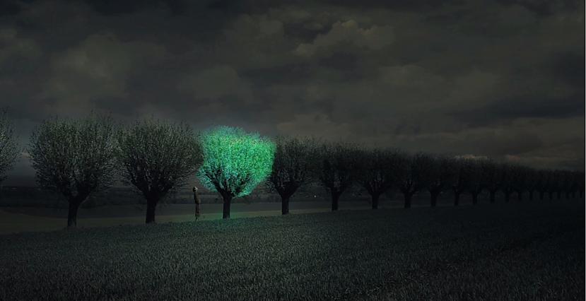 Ņemot vērā visus zināmos... Autors: Smaug Tumsā spīdoši koki aizvietos ielu apgaismojumu