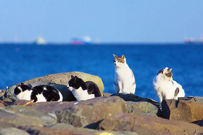 Kaķi var dzert Jūras ūdeni... Autors: kitucis123 Kaķi #Fakti . ♥
