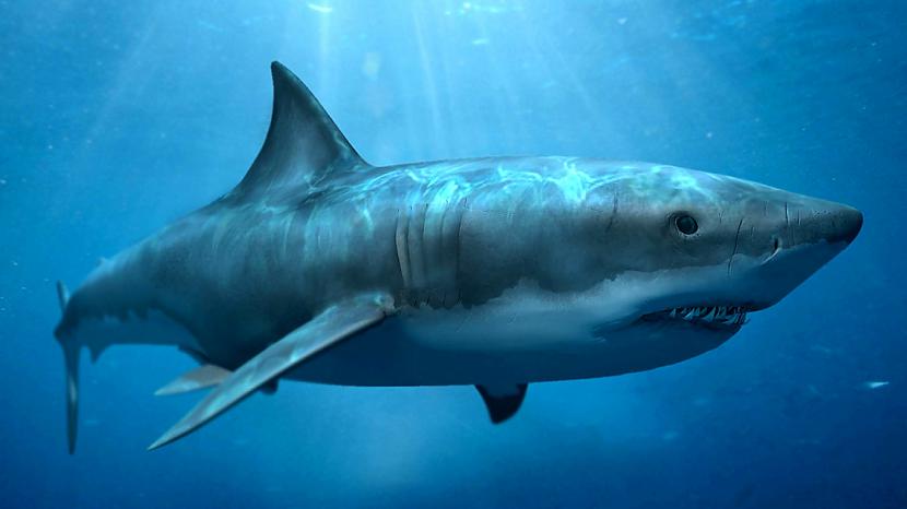 nbsp nbspMegalodons dzīvoja... Autors: Mao Meow Megalodons – Lielākā haizivs kāda peldējusi pa okeāniem.