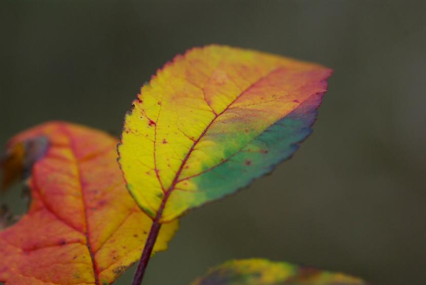  Autors: xd Rudens aiz loga