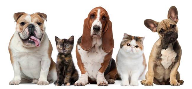 Suņiem un kaķiem svīst tikai... Autors: mousetrap 20 interesanti fakti par suņiem