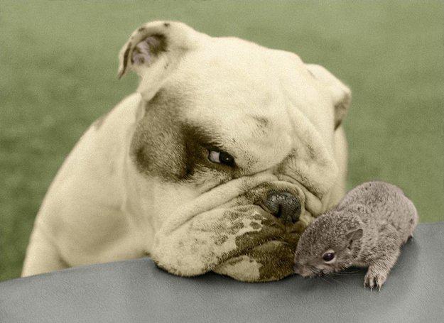 Autors: mousetrap Vista audzina kucēnus? Dzīvniekiem viss ir iespējams!