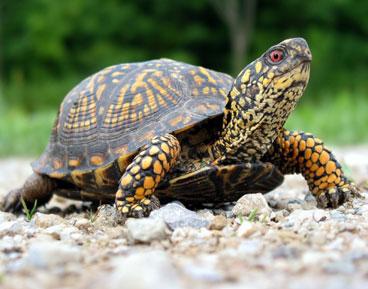 Ja bruņurupucim nebūtu bruņu... Autors: Neticamaiss 9 dīvaini jautājumi.