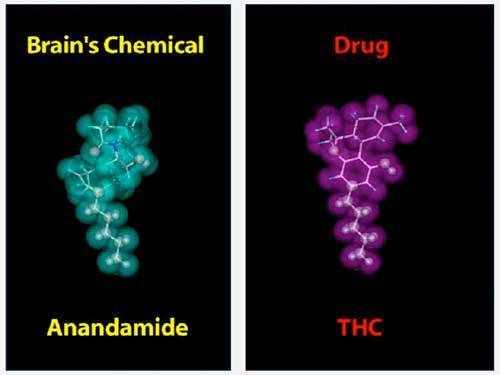 THC narkotiskā viela marihuānā... Autors: Akmenī Daži fakti par marihuānu