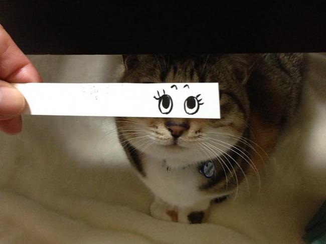  Autors: Veetra Kaķu sejas ar uzlabojumu!