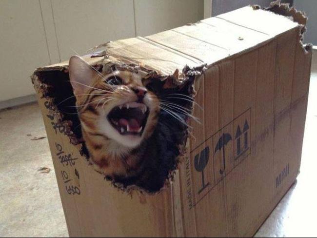 Traucē un baksti pa viņa kasti... Autors: kaķūns Kā izbesīt kaķi