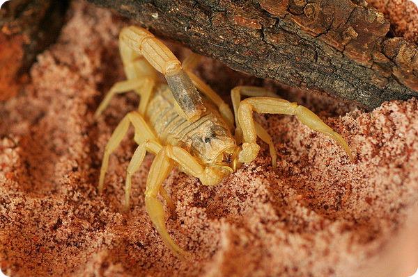 Skorpions Leiurus... Autors: roma005 Pasaulē indīgākie dzīvnieki.