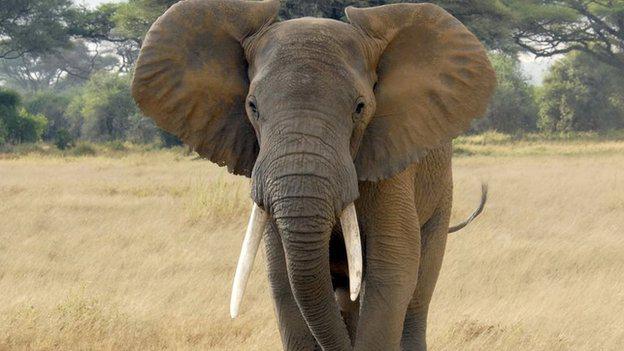 5 ndash Zilonis ap 600 nāves... Autors: Manpatikspoki Top 10 – Nāvējošākie dzīvnieki