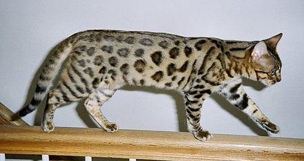 20 leoparda asiņu nosaka arī... Autors: Fosilija Bengālijas kaķi.