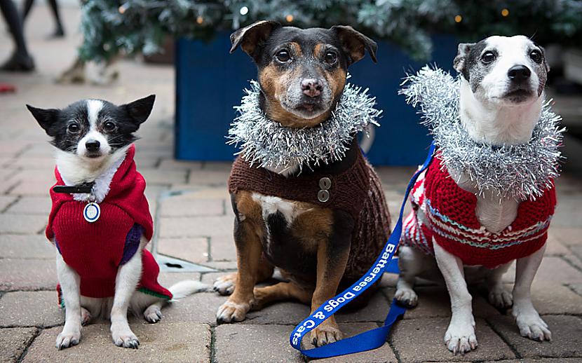 Arī patversmju suņi tiek... Autors: Fosilija Ziemassvētku džemperu diena